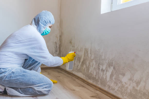 Licensed Mold Remediation service in Rockford, IL - 24 Hour Mold Removal